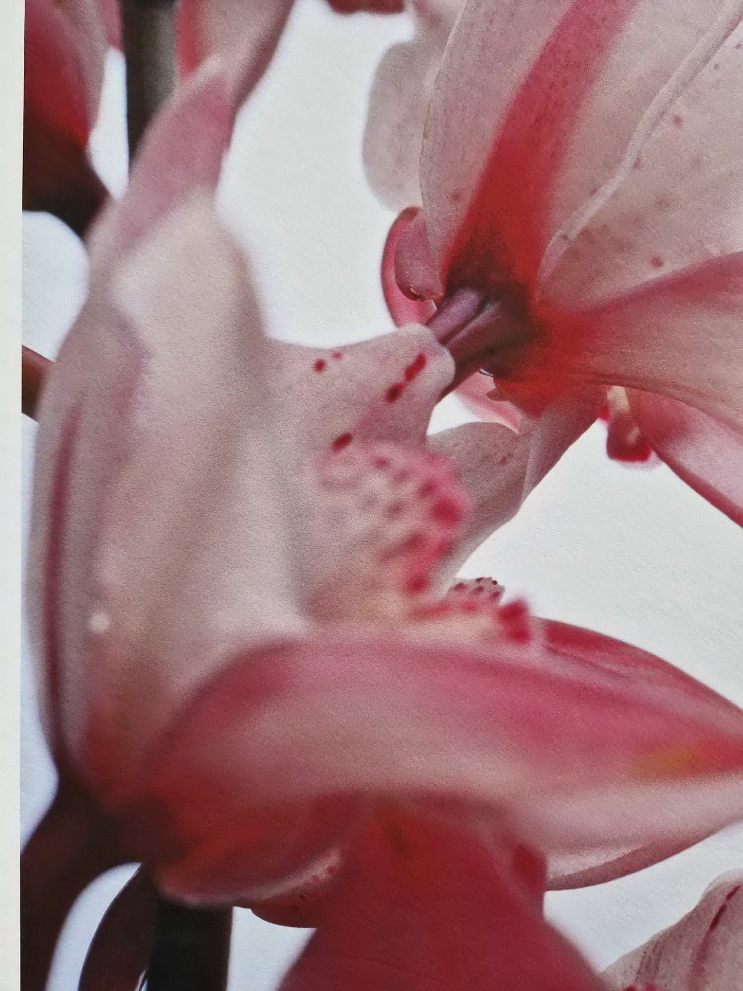 Thomas Florschuetz - O. T. Orchideen XIV (Certificate) (Unframed) Original Color C-Print