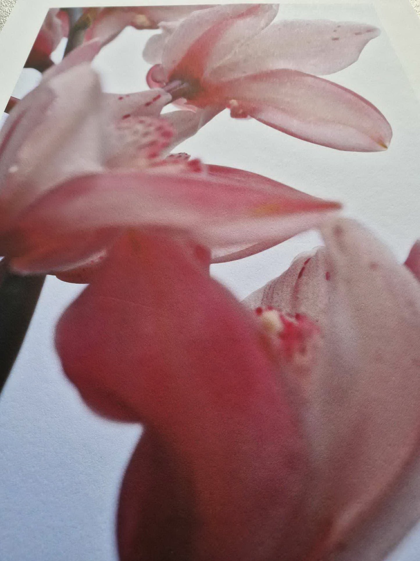 Thomas Florschuetz - O. T. Orchideen XIV (Certificate) (Unframed) Original Color C-Print
