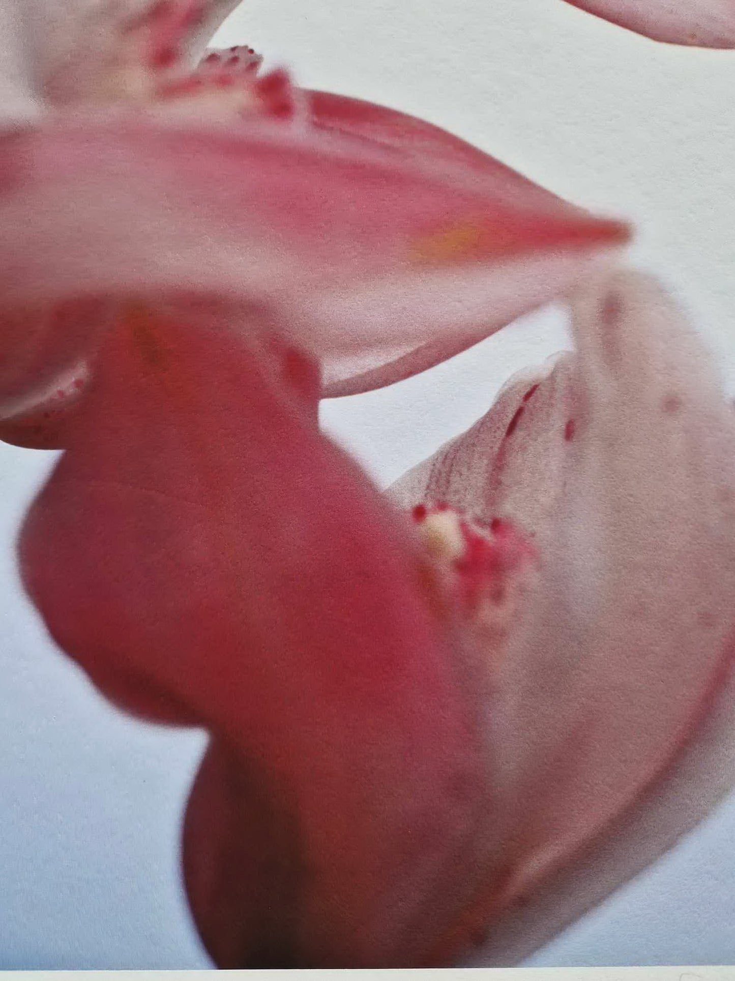 Thomas Florschuetz - O. T. Orchideen XIV (Certificate) (Unframed) Original Color C-Print
