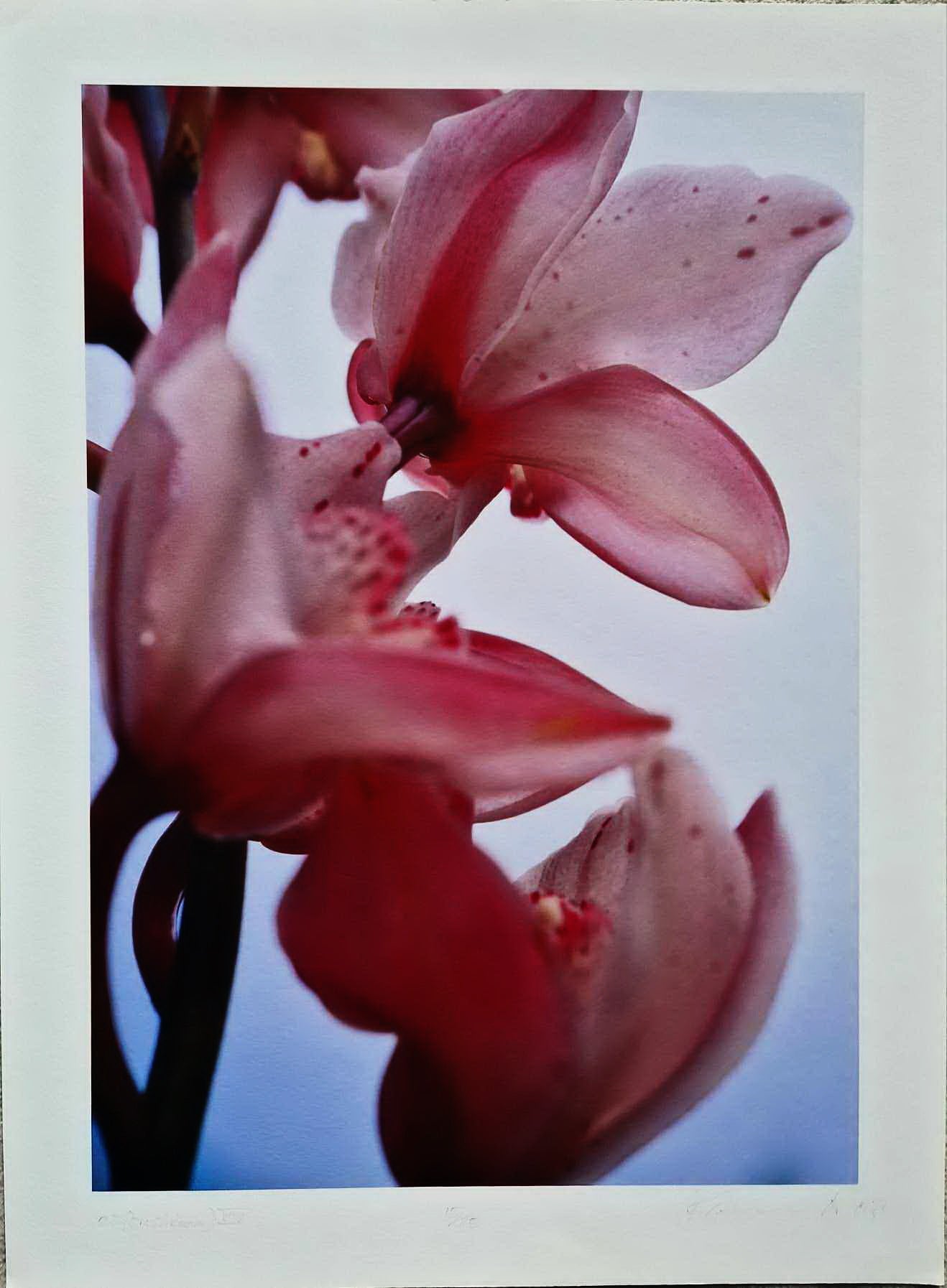 Thomas Florschuetz - O. T. Orchideen XIV (Certificate) (Unframed) Original Color C-Print