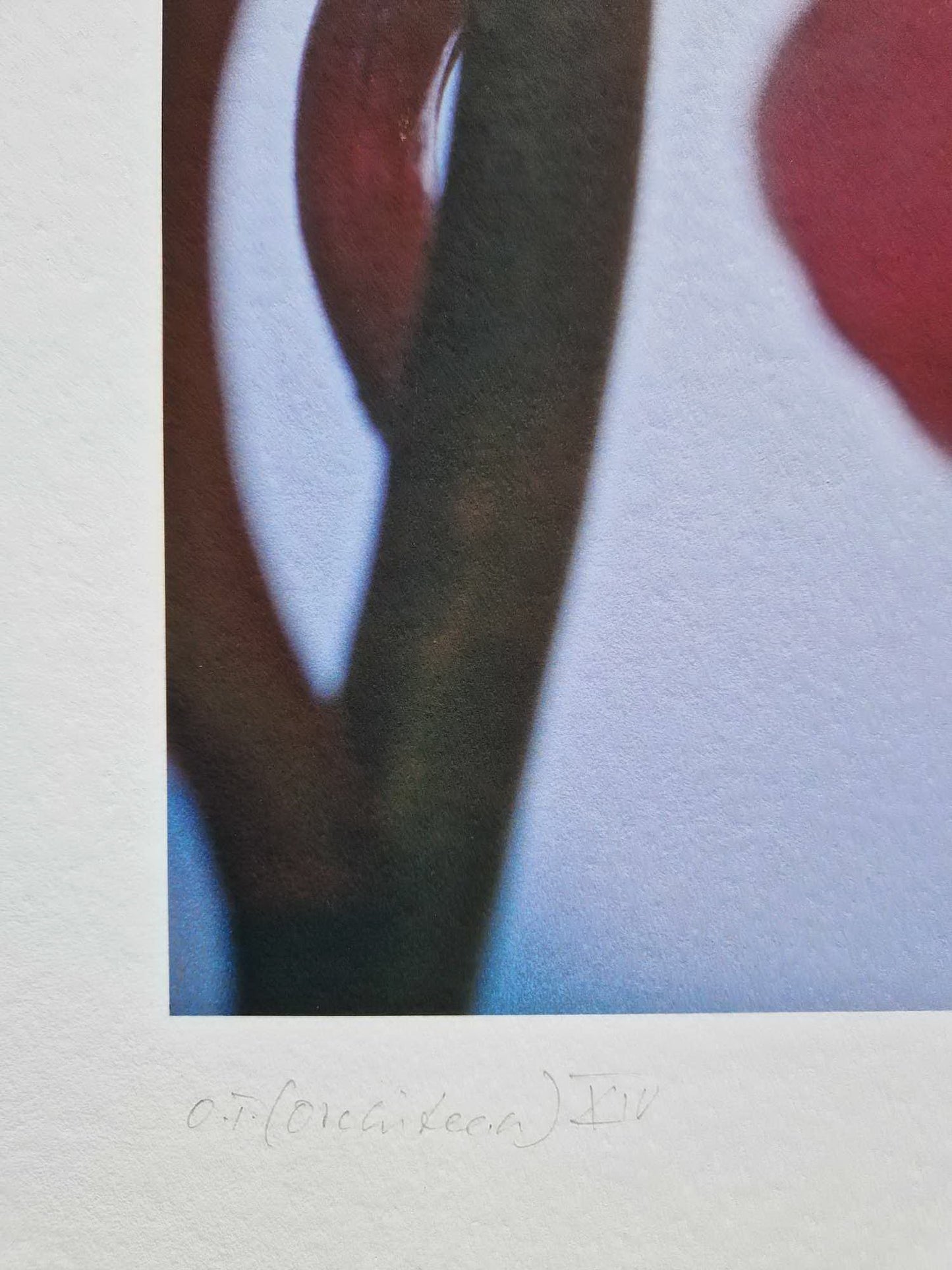 Thomas Florschuetz - O. T. Orchideen XIV (Certificate) (Unframed) Original Color C-Print