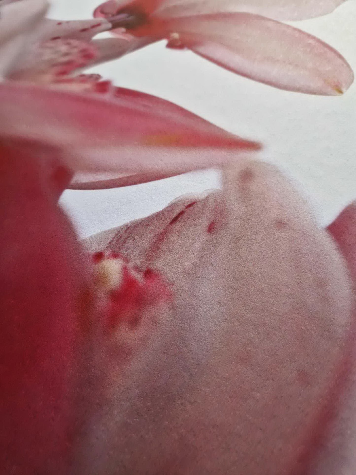 Thomas Florschuetz - O. T. Orchideen XIV (Certificate) (Unframed) Original Color C-Print