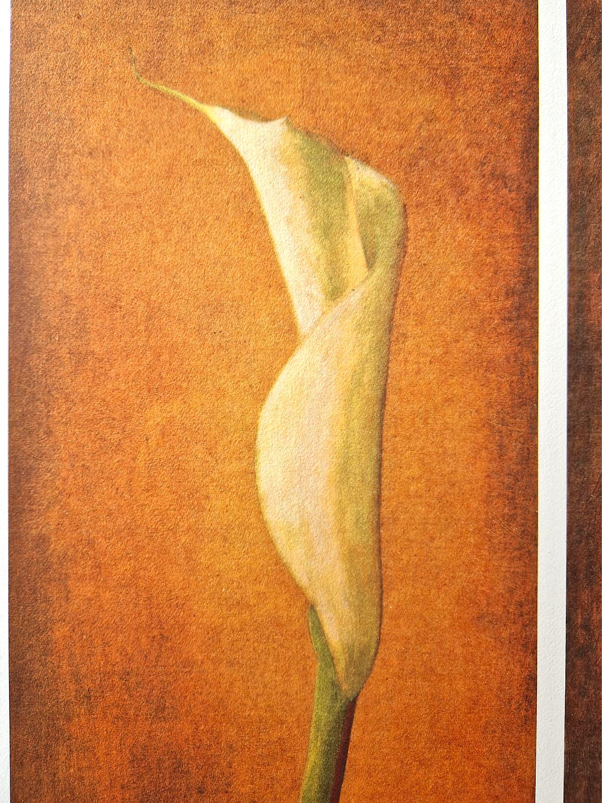 ANDREAS SCHOLZ - Akt mit Calla Links (Unframed), Lithograph